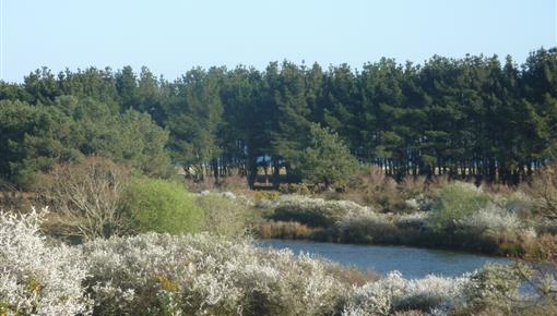  de polder in het voorjaar - Camping Kost Ar Moor - Fouesnant