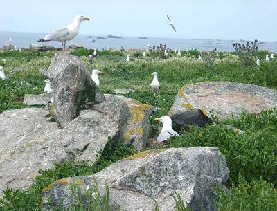 Glénan Islands 1h by boat from the Kost-Ar-Moor