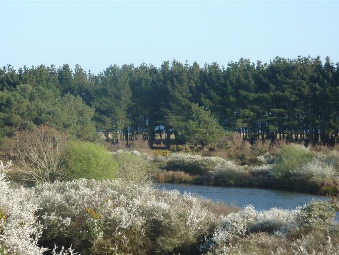  de polder in het voorjaar
