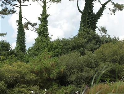  de meeuwen rusten in de Mousterlin-polder achter de camping kost-ar-moor