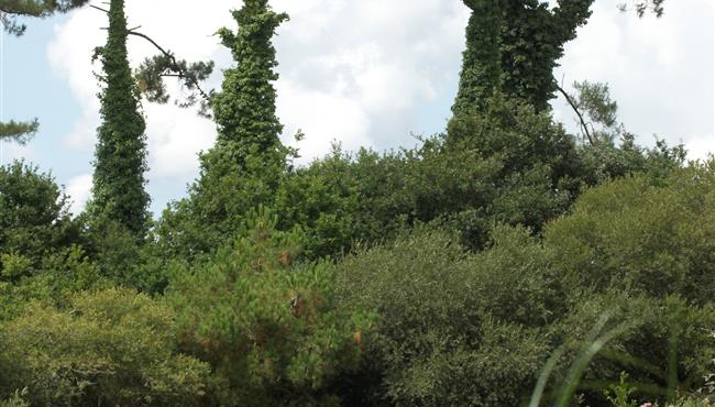  de meeuwen rusten in de Mousterlin-polder achter de camping kost-ar-moor